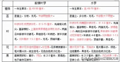 蓼------酸模叶蓼
