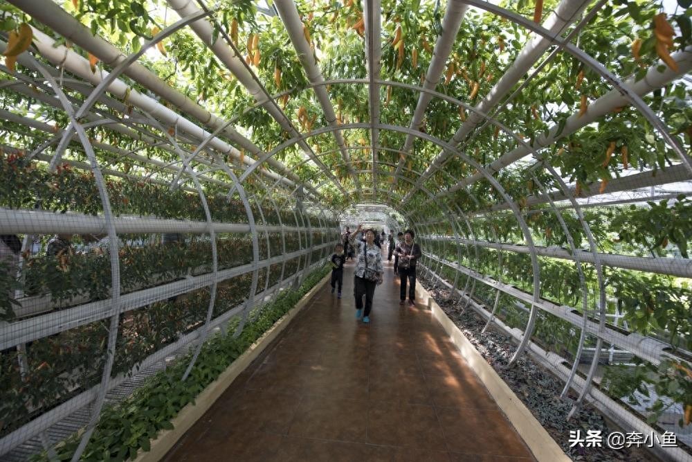走进山东寿光国际会展中心，盛况空前的菜博会定会让你眼前一亮