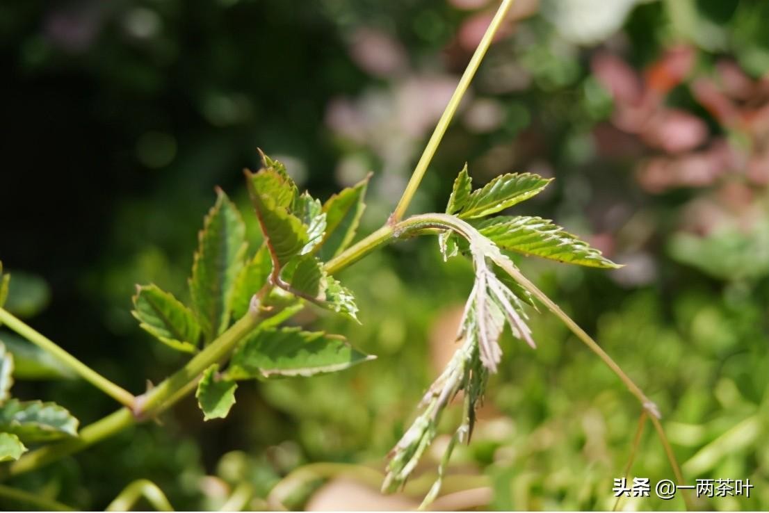 晌午是几点到几点钟(正确的晌午指的是几点)