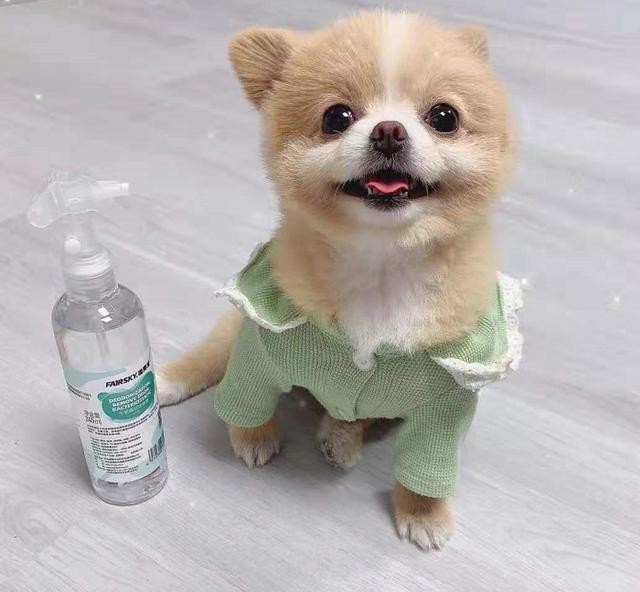 宠物除味剂哪个品牌好（宠物清洁除味产品类型总结及未来趋势）(4)