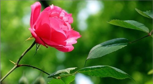 菊花夏天开花有什么预兆