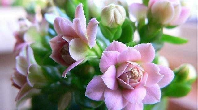 夏天有什么花开，春天有什么花夏天有什么花秋天有什么花冬天有什么花？图5