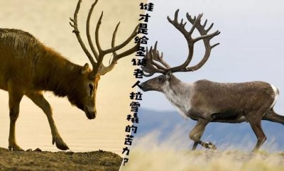 ​圣诞老人的雪橇到底是什么鹿拉的？知道了也进来看一下呗，怪有意思的