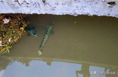 ​东莞河道惊现花斑“黑鱼”！疑似凶猛“生态杀手”入侵