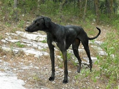 ​＂探索山东细犬的魅力与挑战：优缺点全面解析＂