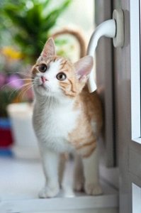 ​壁纸—可爱迷人小猫咪，萌宠系列4（11张宠物漂亮美图）