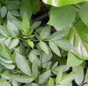 接骨草,花香果红,惹人怜爱