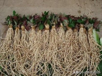 ​四川人叫它“猪鼻孔”又称鱼腥草，小小合作社实现年产值560万！