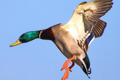 ​鸭的祖宗是什么动物?二千多万年前被驯化_此刻仍存在