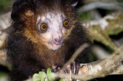 ​指狐猴:长有铁丝般的细中指_曾被本地人视不法魔