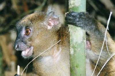 ​金竹驯狐猴此刻还剩下几只?暂时没有脚500只_属维护动物