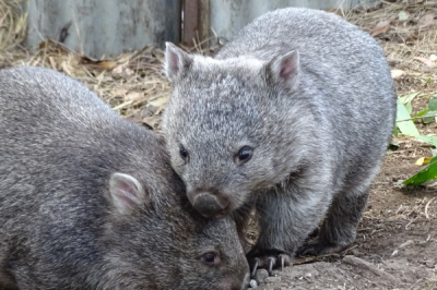 ​塔斯马尼亚袋熊:一种长于掘洞的有袋类_最长可掘20米