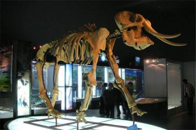 ​剑齿象成活于数万万年前 天天须要数十吨的食物