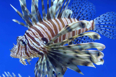 ​蓑鲉:一种浑身长有尖刺的鱼_胸鳍张启便像雄狮鬃毛