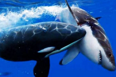 ​鲨鱼的天敌是什么?虎鲸是最大克星_杀死鲨鱼却没有爱吃