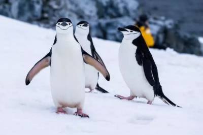 ​南极企鹅:脖子处长有一讲乌色条纹_被称警官企鹅