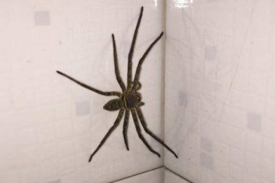 ​甲由的天敌是什么?室内最大蜘蛛-高足蛛_压制生长