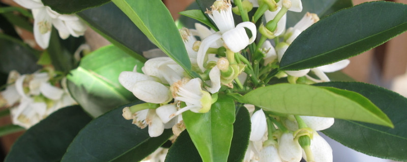 橙花是橙子的花吗(图1)