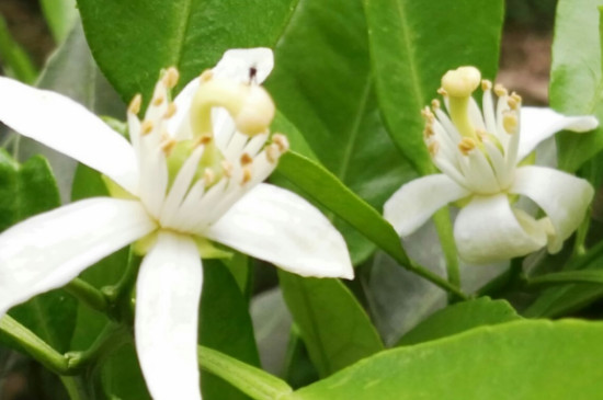 橙花是橙子的花吗(图2)