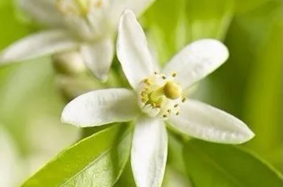 橙花是橙子的花吗(图4)