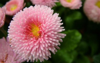 ​如何给养花的土壤消毒？