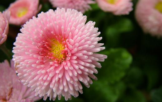 如何给养花的土壤消毒?