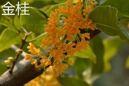 金桂 金桂