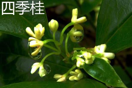 四季桂花 四季桂花
