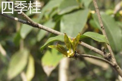 ​四季桂花和金桂的区别