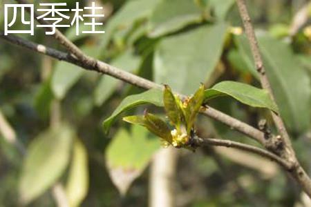 四季桂花 四季桂花