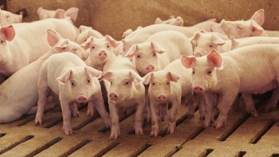​生猪均价连创年内新高，养殖户扭亏为盈