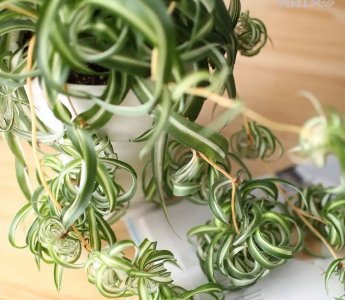 ​适合室内养的植物花卉有哪些？这“4种花”，四季常绿很好养，不停长枝叶，家