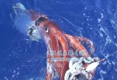 章鱼足为什么是红色的