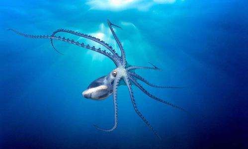 章鱼的血液为什么是蓝色的,为什么章鱼的血是蓝色的?图5