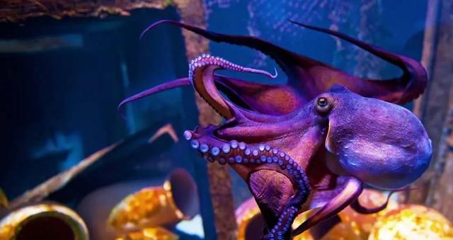 八爪鱼的血液是什么颜色的