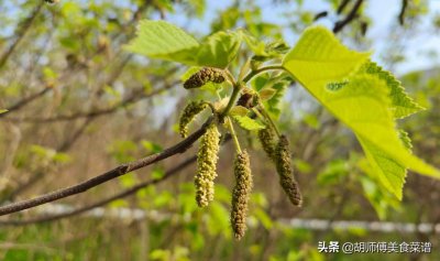 ​构树穗怎么吃(构树穗怎么吃有什么好处)