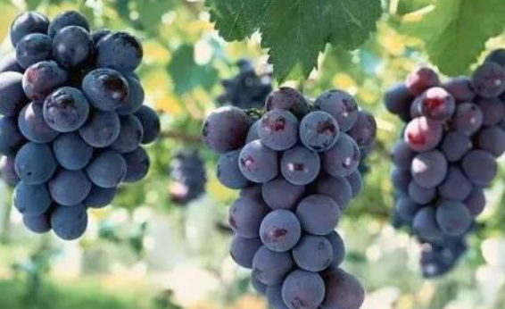 彩色的什么填空二年级,一年级语文上册的日积月累都有什么图3