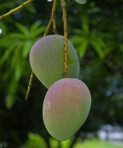​苹果芒，熟到这种程度的苹果芒可以吃了吗？