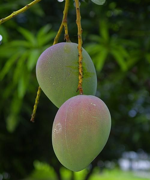 熟到这种程度的苹果芒可以吃了吗