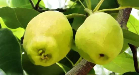 库尔勒香梨公母梨的区别（库尔勒香梨母梨和公梨哪个好吃）