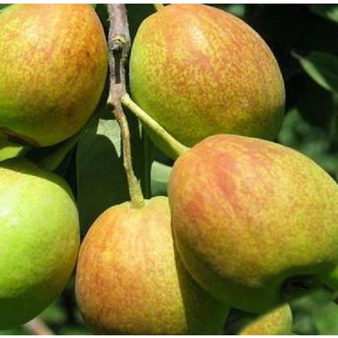 库尔勒香梨公母梨的区别（库尔勒香梨母梨和公梨哪个好吃）