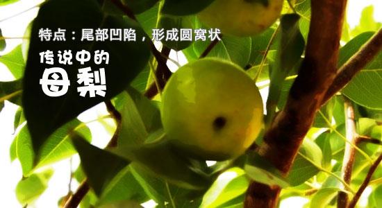 库尔勒香梨公母梨的区别（库尔勒香梨母梨和公梨哪个好吃）