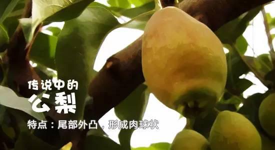 库尔勒香梨公母梨的区别（库尔勒香梨母梨和公梨哪个好吃）