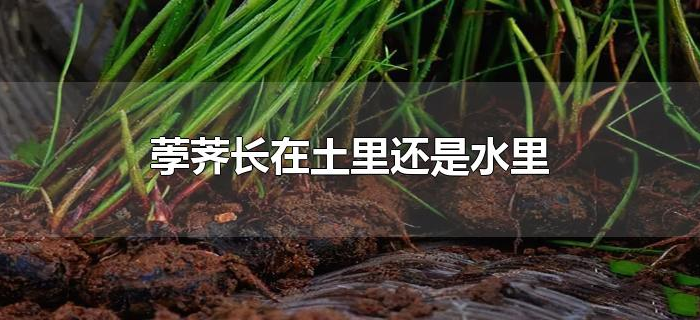 荸荠长在土里还是水里