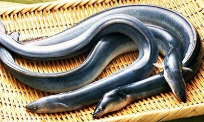 ​白鳝和鳗鱼的区别