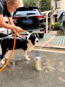 ​狗狗中暑的表现有哪些？