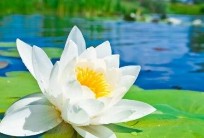 ​趣知识：金汤力鸡尾酒度数多少金汤尼鸡尾酒度数